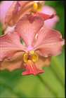 Orchidee
(15 kB)